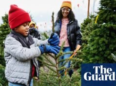 真正的聖誕樹:關於在英國以最優惠的價格選擇完美聖誕樹的專家建議|聖誕節