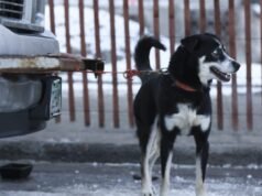 由於可能存在塑料污染,14個州銷售的狗糧已被召回