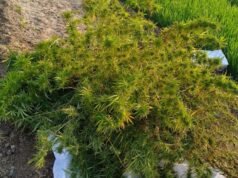 拉傑果德農民在古吉拉特邦警方的鏡頭下沒收了種植在小麥、棉花和托爾田中的價值超過 2 千萬盧比的大麻 |艾哈邁達巴德新聞