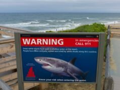 加州海灘可能因鯊魚襲擊而關閉