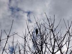 博爾扎諾,癌症治療後鸚鵡恢復飛行 – Bolzano