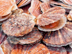 貝殼變成環保混凝土