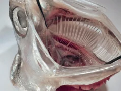 這款受魚啟發的過濾器可去除 99% 以上的微塑料。