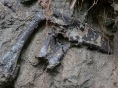 特蘭西瓦尼亞發現的恐龍骨頭幾乎疊在一起