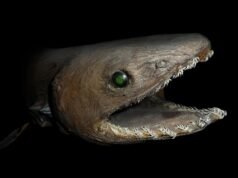 來認識一下捲起的鯊魚,這是一種“活化石”物種,8000 萬年沒有發生變化 |寵物新聞