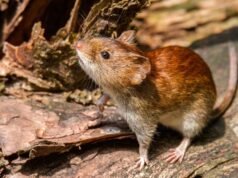 薩爾塔警報:12 例漢坦病毒感染病例,5 人死亡