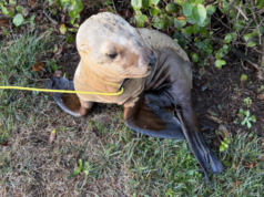 照片:在俄勒岡州海岸 101 號高速公路的路肩上發現了一隻鬆動的海豹