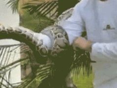 聖誕節期間,邁阿密一戶人家附近的棕櫚樹中發現了一條六英尺長的蟒蛇