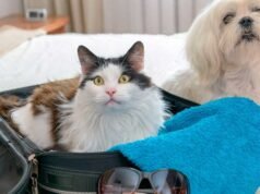 假期出遊:“帶寵物旅行並不像你在社交媒體上看到的那麼好”