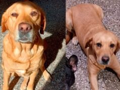 一個家庭一直在尋找自 12 月 14 日星期日以來失踪的狗 Merlina。