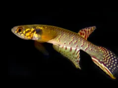 起死回生:20年後在玻利維亞偏遠池塘中重新發現“滅絕”的魚類