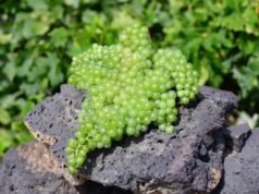 生命與優雅的灰燼中誕生的葡萄酒奇蹟 El Intransigente