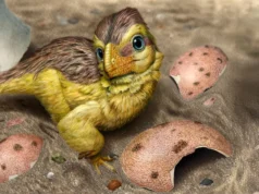 科學家在恐龍蛋殼中發現藏鐘