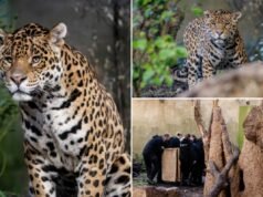 母子美洲虎在英國動物園退休