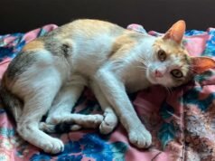 他們正在胡拉門托社區緊鑼密鼓地尋找一隻失踪的貓“Pizza”