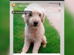 Toki 在卡門別墅附近迷路了,他的家人正在全力尋找他