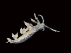 科學家稱他們在太平洋深處發現了 20 個新物種:NPR