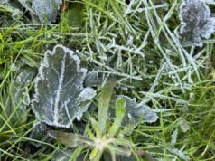 今晚威拉米特谷大部分地區發布寒冷天氣警告:需要了解什麼