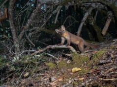 一項研究表明,在北加州的森林中發現了沿海貂