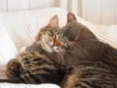 貓得到了一隻小貓,它的主人驚訝地發現它在家裡的行為變化如此之快