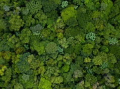 四十年的森林數據揭示了亞馬遜的變化