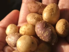 古代人們攜帶野土豆穿越美國西南部。