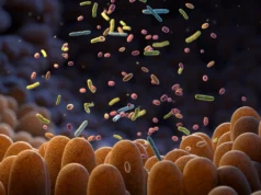 科學家們發現了一種將腸道細菌轉化為抗衰老工廠的方法。