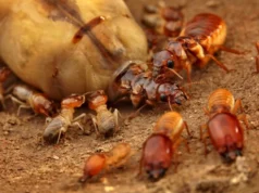 基因丟失和一夫一妻制如何創造大型白蟻群落