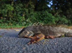 佛羅里達州東南部,寒流將一隻鬣蜥從樹上吹落