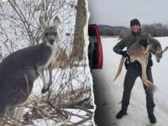 一隻逃跑的袋鼠在獲救前阻止了弗吉尼亞州高速公路上的交通