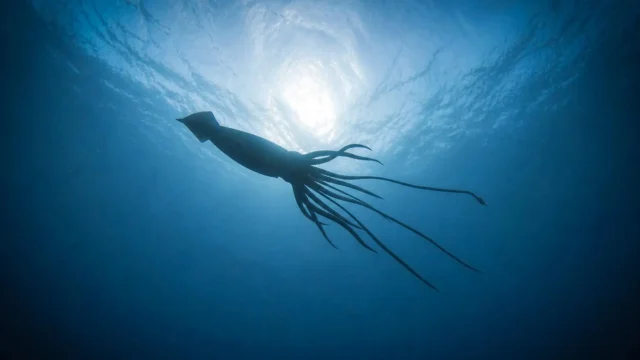 巨型魷魚的發現揭示了澳洲附近隱藏的深海世界。 巨型魷魚的發現揭示了澳洲附近隱藏的深海世界。