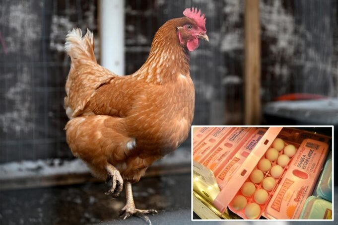 美國司法部：大型雞蛋生產商人為提高價格，而美國人卻難以購買食品雜貨，現在必須支付 330 萬美元