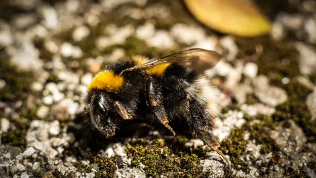 dead-bumblebee-on-rocky-ground.webp.webp