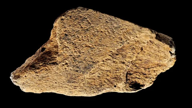 50萬年前的象骨錘顯示古代人類是工具製造大師