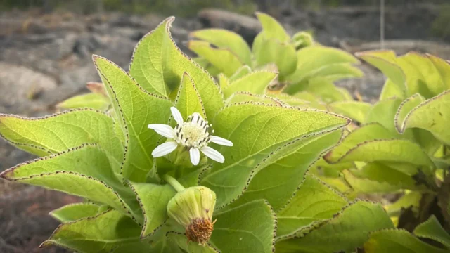 galapagos-islands-scalesia-plants.webp.webp