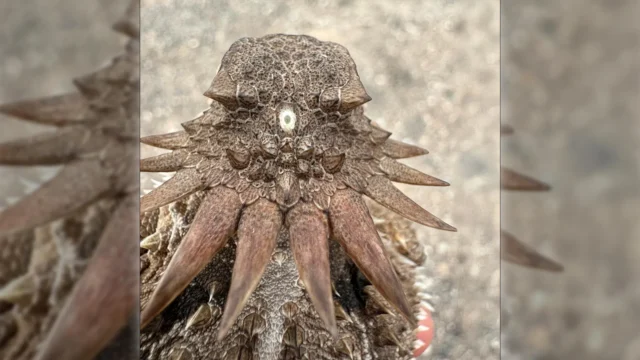 regal-horned-lizard.webp.webp