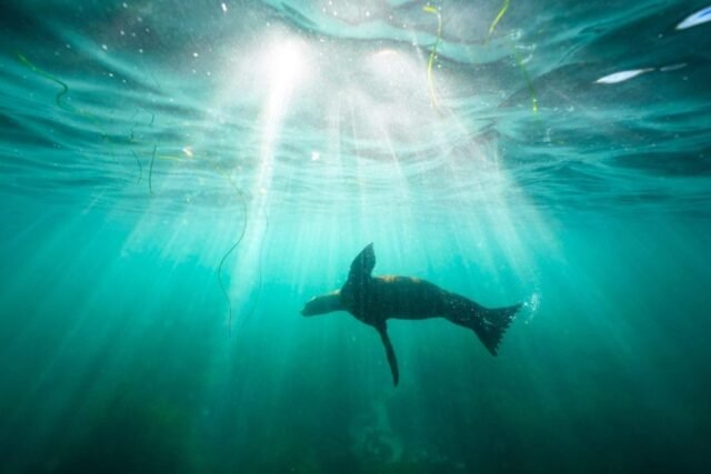 影片似乎顯示有人在加州踢海獅；當局調查
