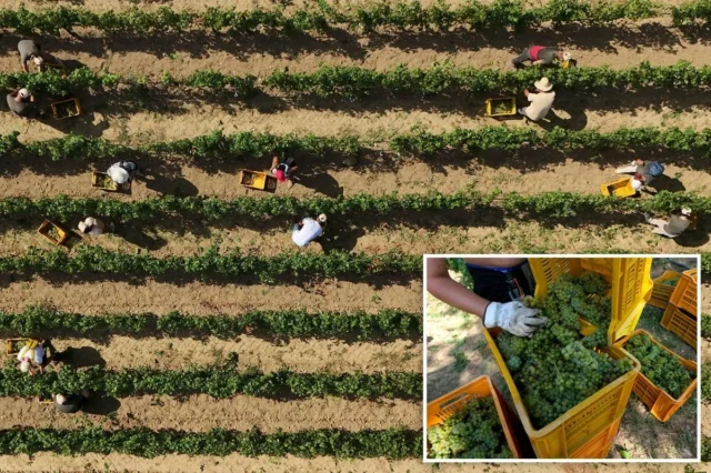 Scorching heat causes major changes in Italy’s sparkling wine industry Scorching heat causes major changes in Italy’s sparkling wine industry