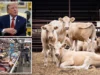 特朗普取消30万吨牛肉关税并承诺降价25% Trump lifts tariffs on 300K tons of ground beef and commits to 25% price drop