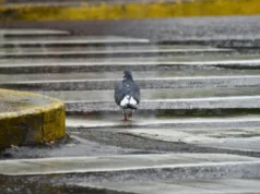 圣地亚哥-德尔埃斯特罗 8 月 20 日星期四天气: 预计天气凉爽,有小雨 El tiempo en Santiago del Estero para este jueves 20 de agosto: se espera una jornada fresca con lluvias aisladas
