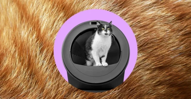 Whisker 的人工智能垃圾机器人认为我的猫交换了身体 Whisker 的人工智能垃圾机器人认为我的猫交换了身体