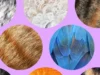 The Verge 宠物指南 The Verge Guide to Pets