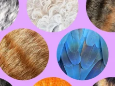 The Verge 宠物指南 The Verge Guide to Pets