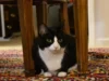 教我的猫为晚餐弹奏的钢琴 The piano that taught my cat to play for her supper