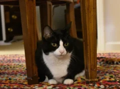 教我的猫为晚餐弹奏的钢琴 The piano that taught my cat to play for her supper