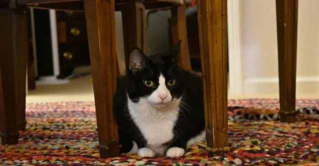 教我的猫为晚餐弹奏的钢琴 教我的猫为晚餐弹奏的钢琴
