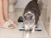 我的又大又胖又害怕科技的猫 His Royal Rotundity really is a sweet boy when I’m not making him pose for photos.