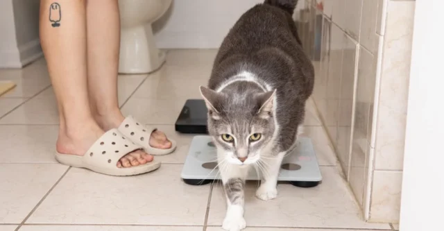 我的又大又胖又害怕科技的猫 我的又大又胖又害怕科技的猫