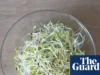 美国官员表示,苜蓿芽与 15 个州爆发的食物中毒事件有关 Alfalfa sprouts linked to food-poisoning outbreak in 15 states, US officials say