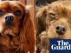 “最糟糕的是内疚”:主人担心狗粮会导致宠物眼睛问题 Chester, a Cavachon, is cuddled by his owner, Elizabeth